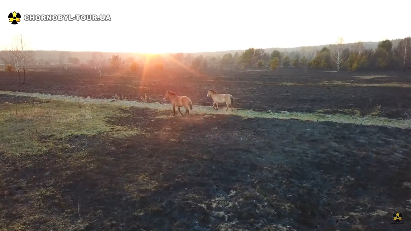 Лошади ищут спасения от последствий пожара в Чернобыле (ВИДЕО)