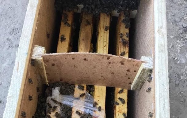Погибшие на «Укрпочте» пчелы начали оживать