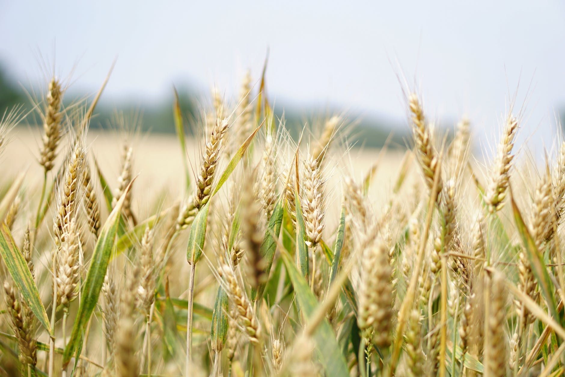 65,2% украинцев выступают за запрет продажи сельхозземель – соцопрос КМИС
