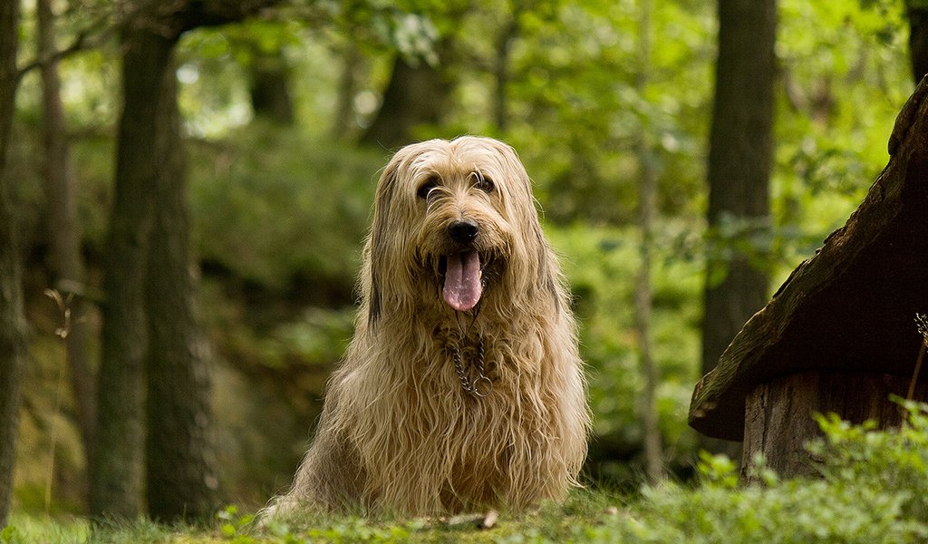 Кабмин обновил список опасных пород собак и обязал их владельцев страховать животных